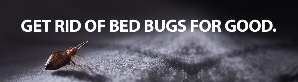 Gastonia Bed Bug Exterminator