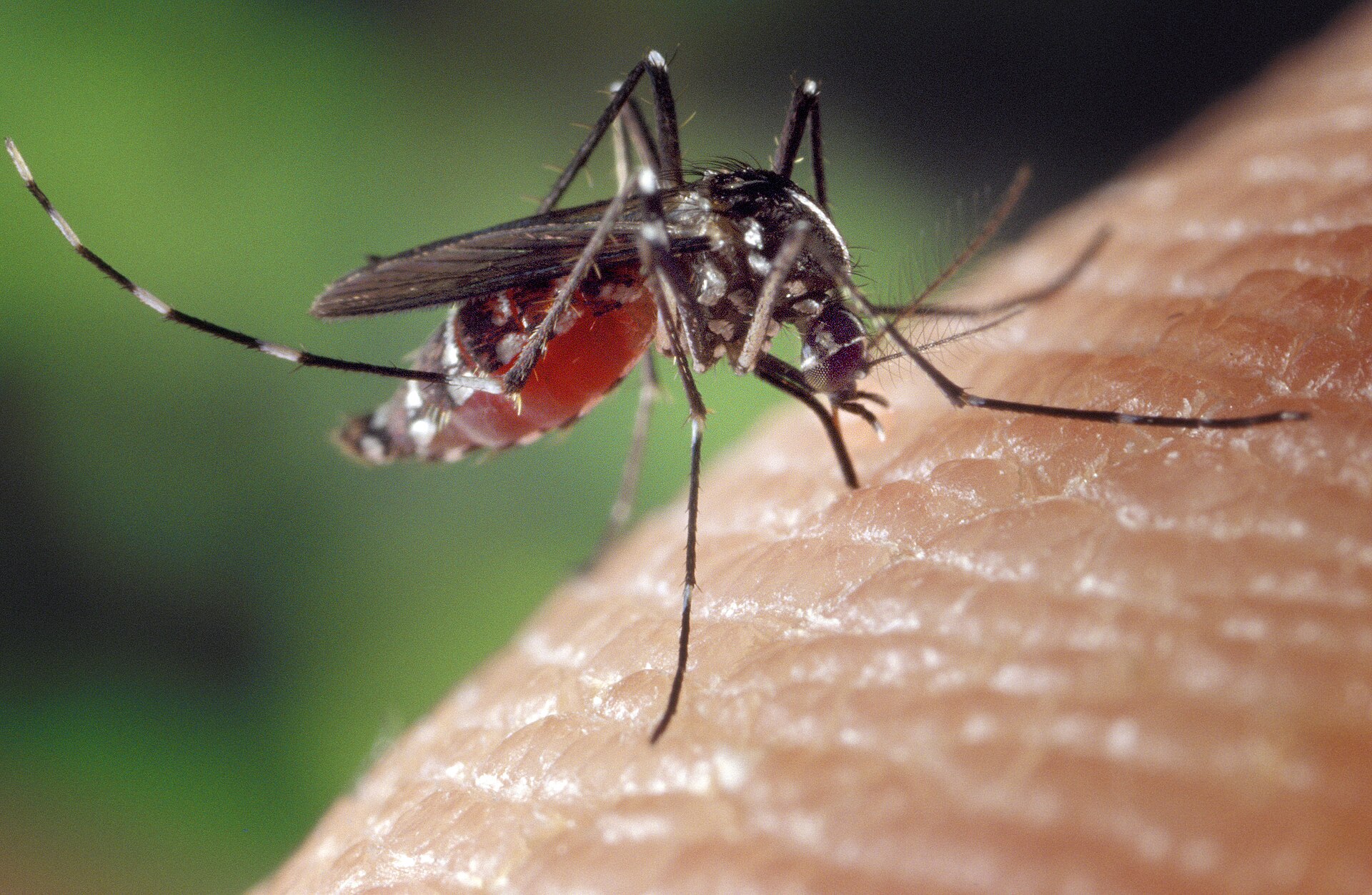 Mosquito Control service in Gastonia, NC
