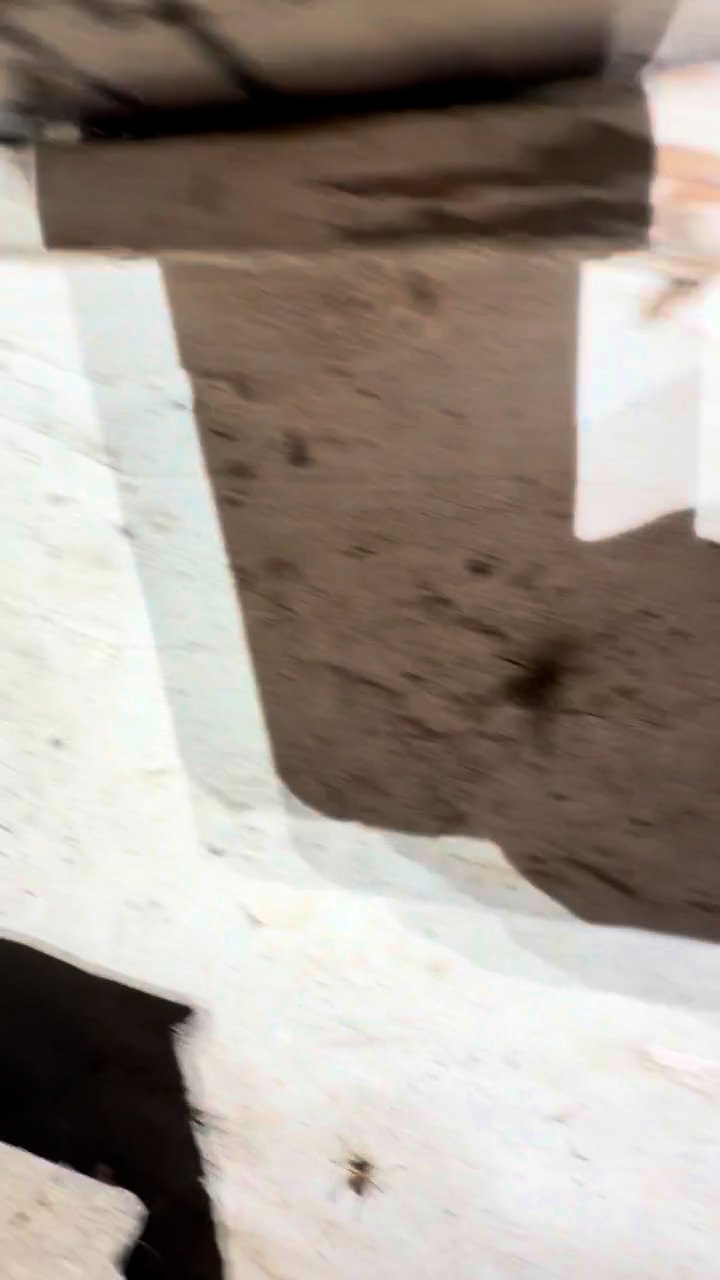 Camel crickets on the block wall. Dozens of them means a damp crawl space. Camel crickets clustered on a whitewashed block foundation wall in the crawl space of a Flint Mill village house in Gastonia NC