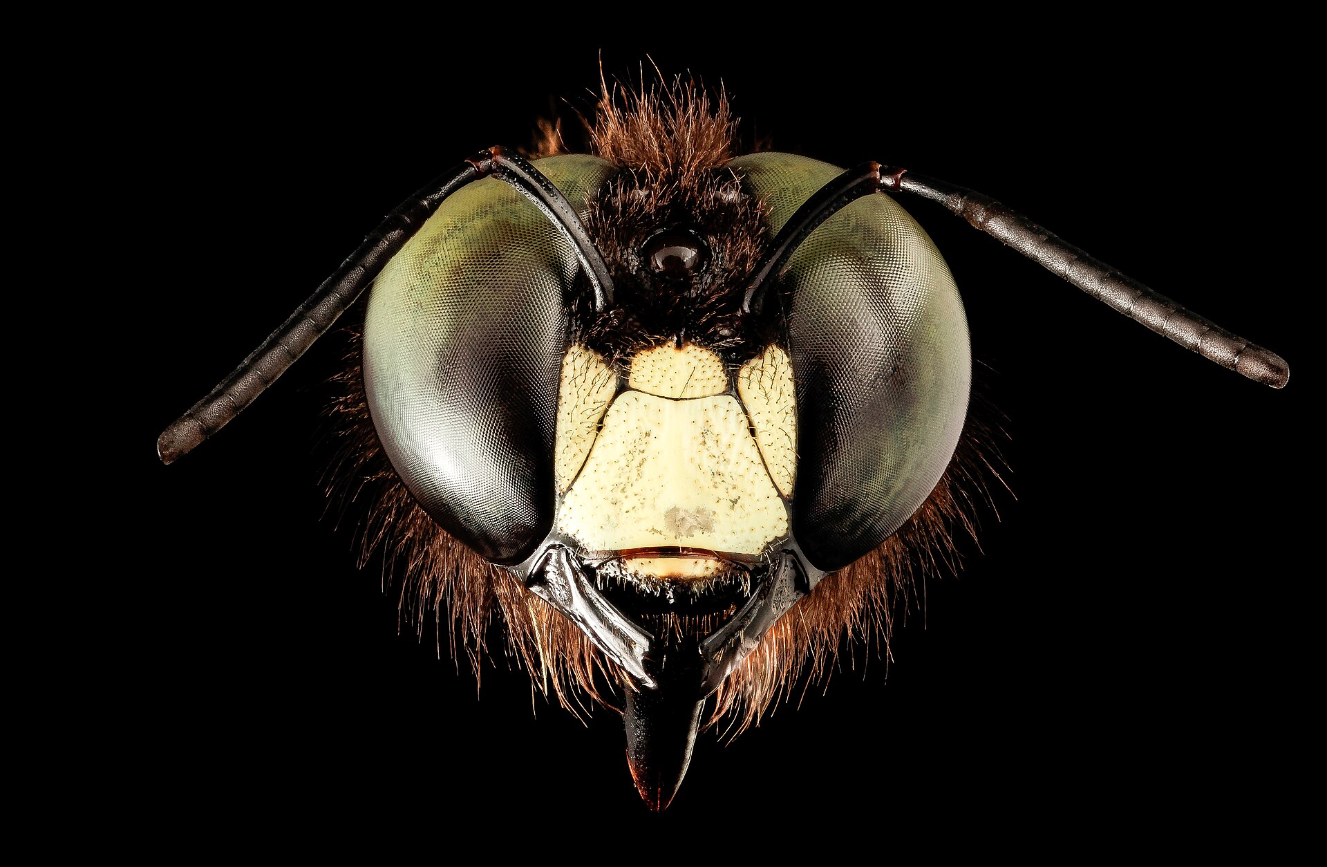 Carpenter Bees service in Gastonia, NC