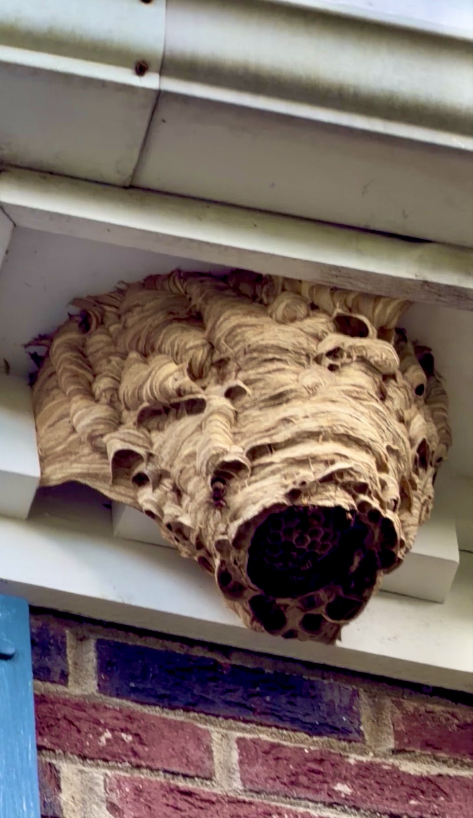 Hornet nest in a soffit, Mount Holly NC