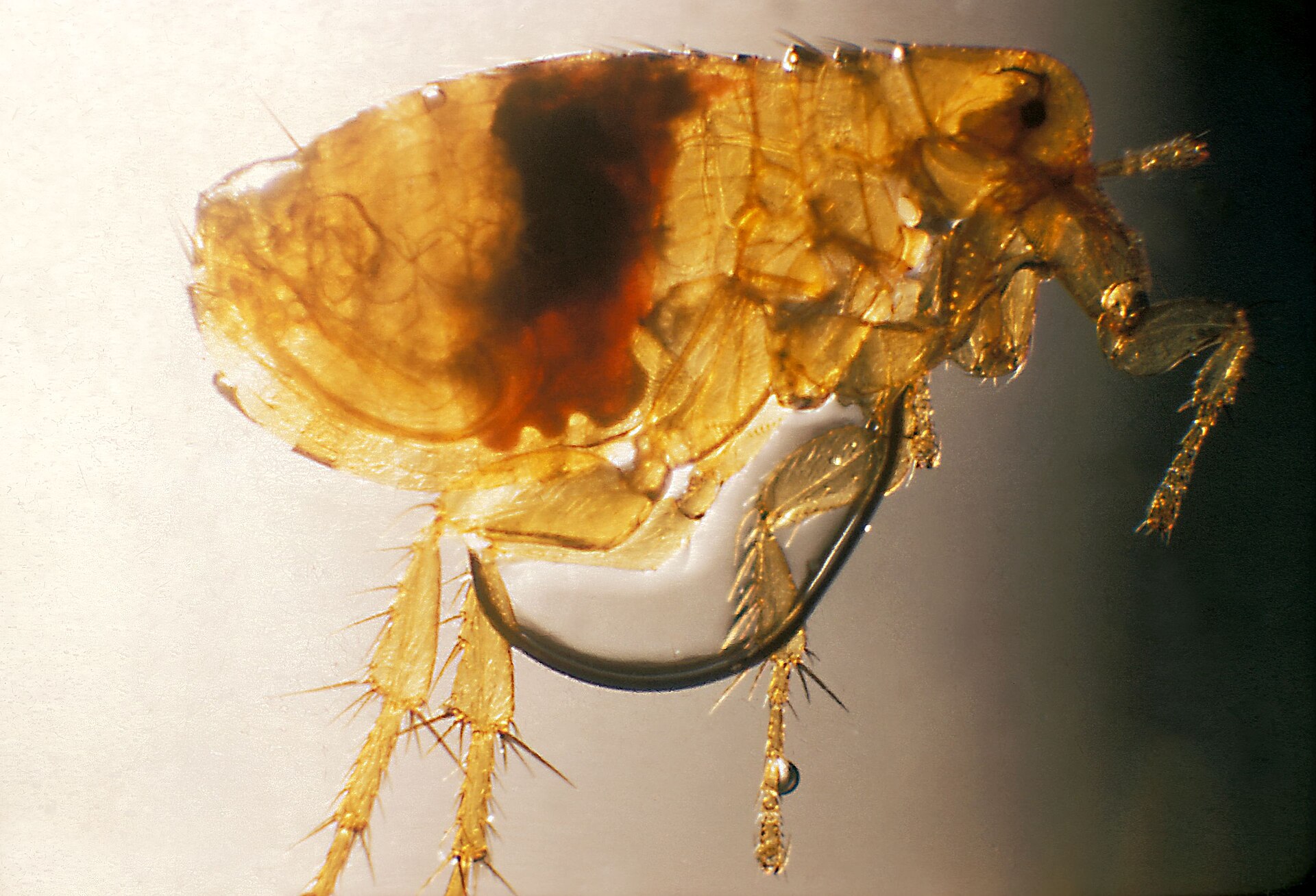 Flea Control service in Gastonia, NC