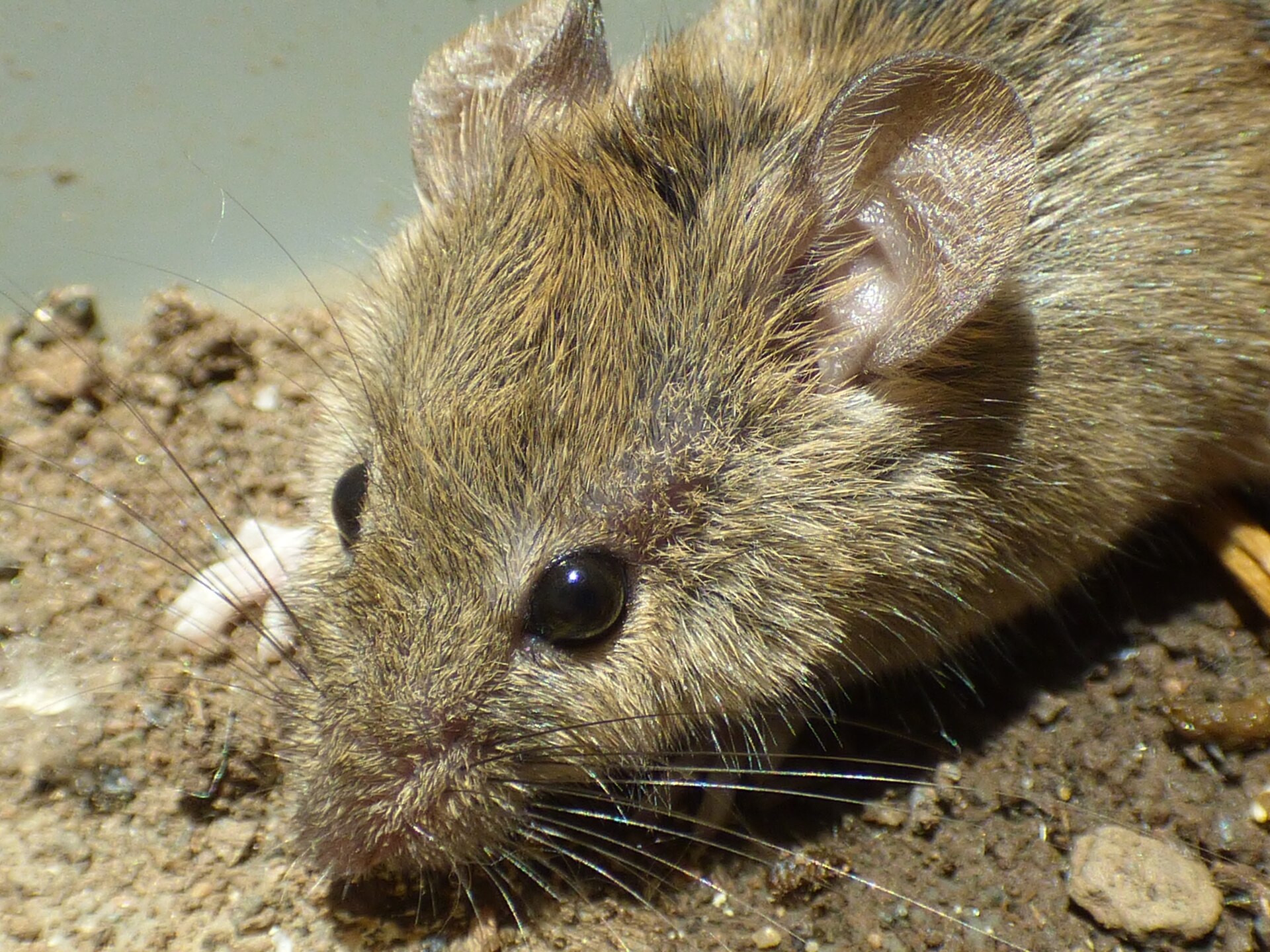 Rodent Control service in Gastonia, NC