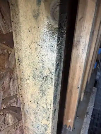 Fungal growth on a crawl space girder in Lowell NC