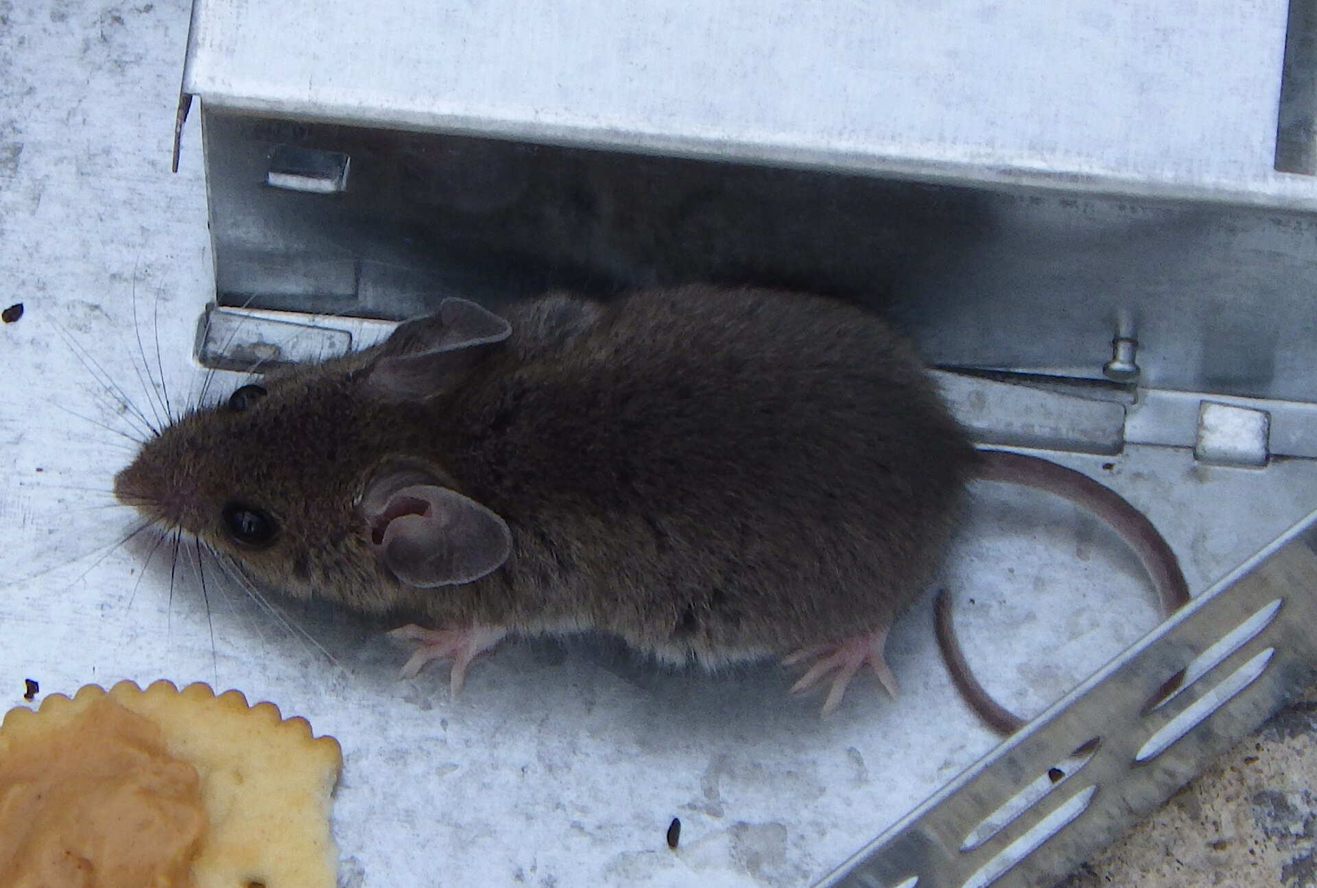 Rodent Cleanup service in Gastonia, NC