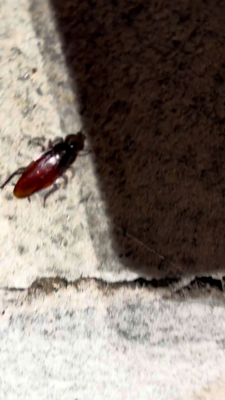 Smokey brown roach on the pier. They only live where it stays wet. Smokey brown cockroach on a concrete block pier in the crawl space of a Flint Mill village mill house in Gastonia NC