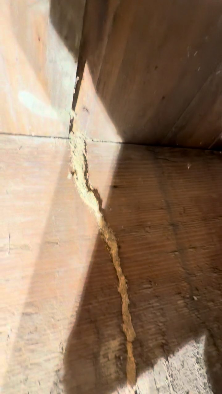 The reveal. A damp mud tube running up onto the joist. Active subterranean termites. Subterranean termite mud shelter tube running up a floor joist in the crawl space of a Flint Mill village mill house in Gastonia NC